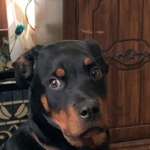 Meet your Posher, Avery